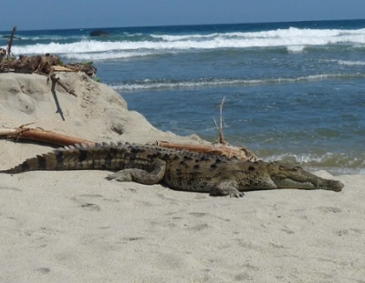 Crocodylidos como especies clave, una estrategia útil en la planificación para la conservación